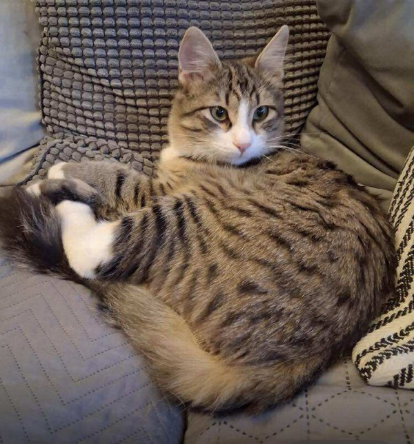 WASHINGTON is eagerly waiting for a home - your new loyal friend from the shelter