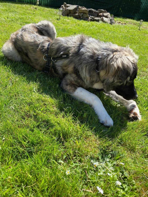 ALFINO is eagerly waiting for a home - your new loyal friend from the shelter