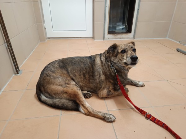 ANNIE is eagerly waiting for a home - your new loyal friend from the shelter