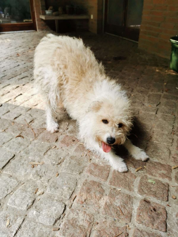 ALISHA is eagerly waiting for a home - your new loyal friend from the shelter