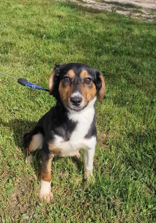 ALENJA is eagerly waiting for a home - your new loyal friend from the shelter