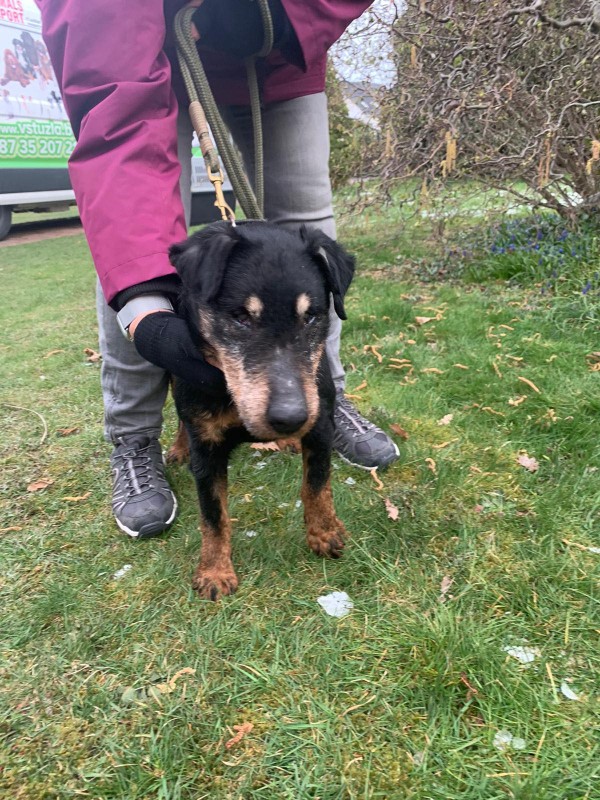 BEN is eagerly waiting for a home - your new loyal friend from the shelter