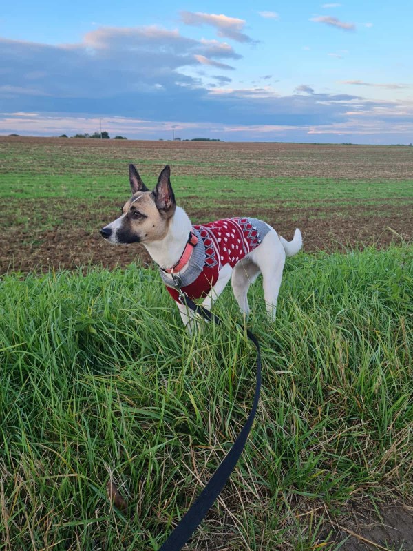 BORI is eagerly waiting for a home - your new loyal friend from the shelter