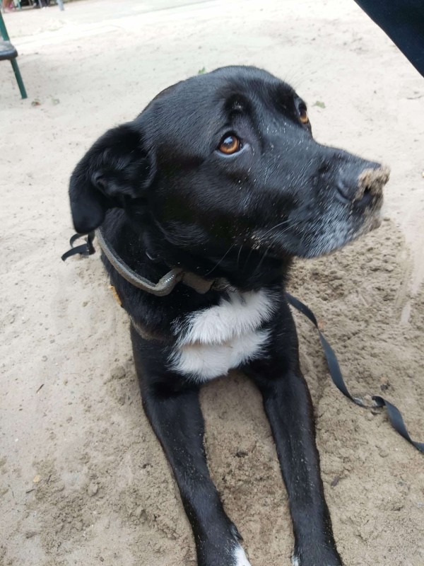 BRUNO is eagerly waiting for a home - your new loyal friend from the shelter