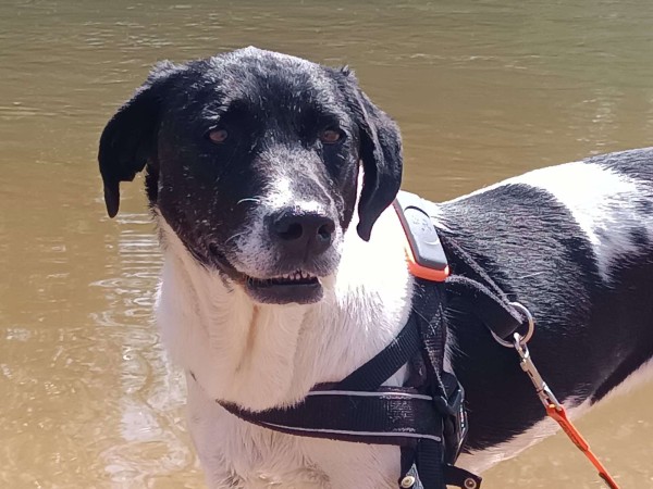 CHELSEA is eagerly waiting for a home - your new loyal friend from the shelter