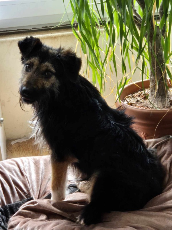 COCOA is eagerly waiting for a home - your new loyal friend from the shelter