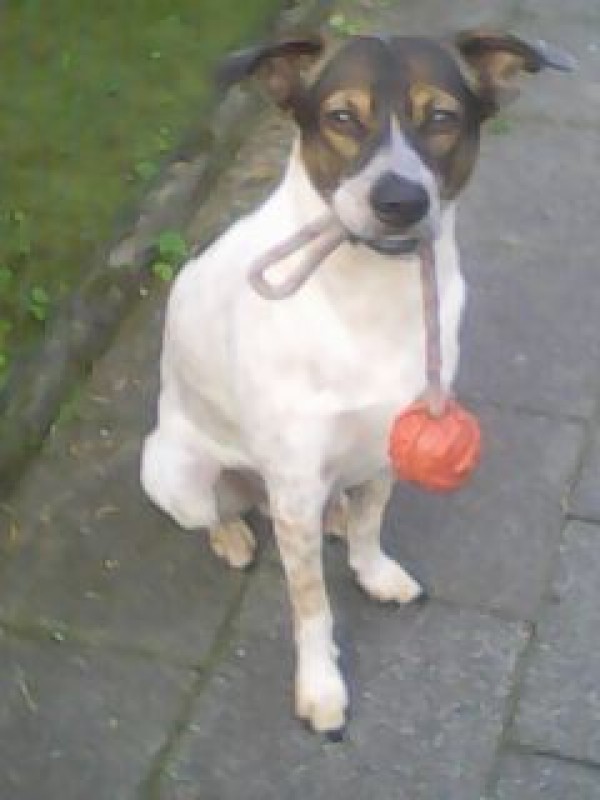 FLOCKE is eagerly waiting for a home - your new loyal friend from the shelter