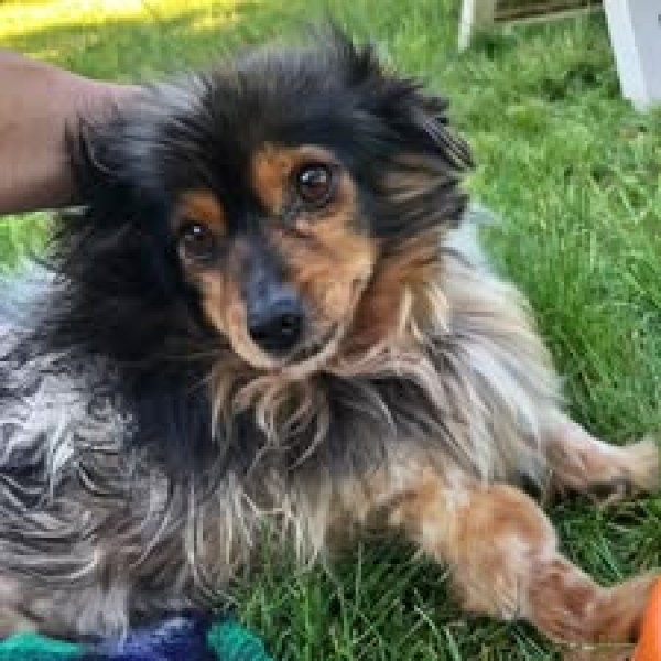 REA is eagerly waiting for a home - your new loyal friend from the shelter