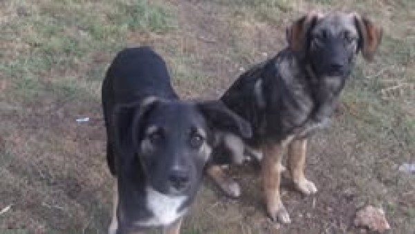 AFFONSO is eagerly waiting for a home - your new loyal friend from the shelter