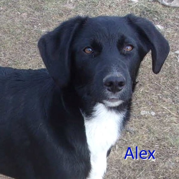 ALEX is eagerly waiting for a home - your new loyal friend from the shelter