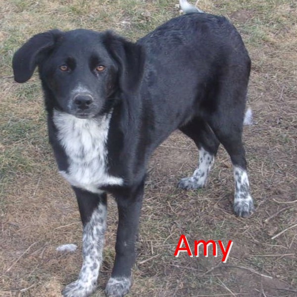 AMY is eagerly waiting for a home - your new loyal friend from the shelter