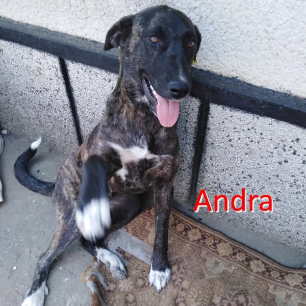 ANDRA is eagerly waiting for a home - your new loyal friend from the shelter