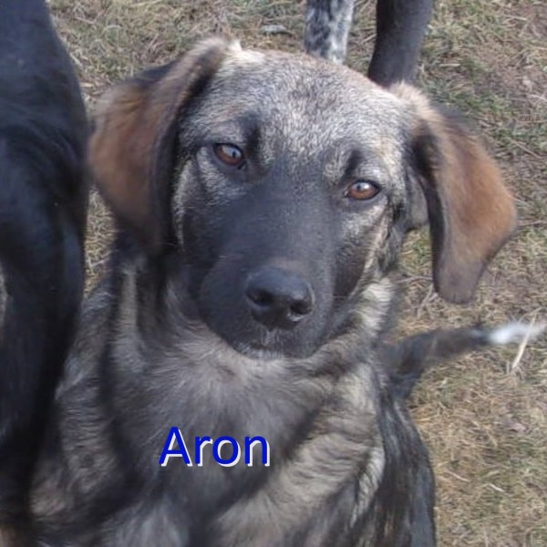 ARON is eagerly waiting for a home - your new loyal friend from the shelter