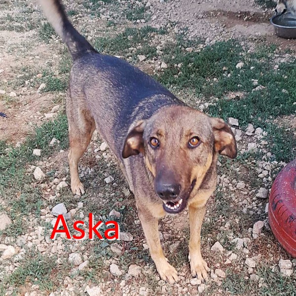 ASKA is eagerly waiting for a home - your new loyal friend from the shelter