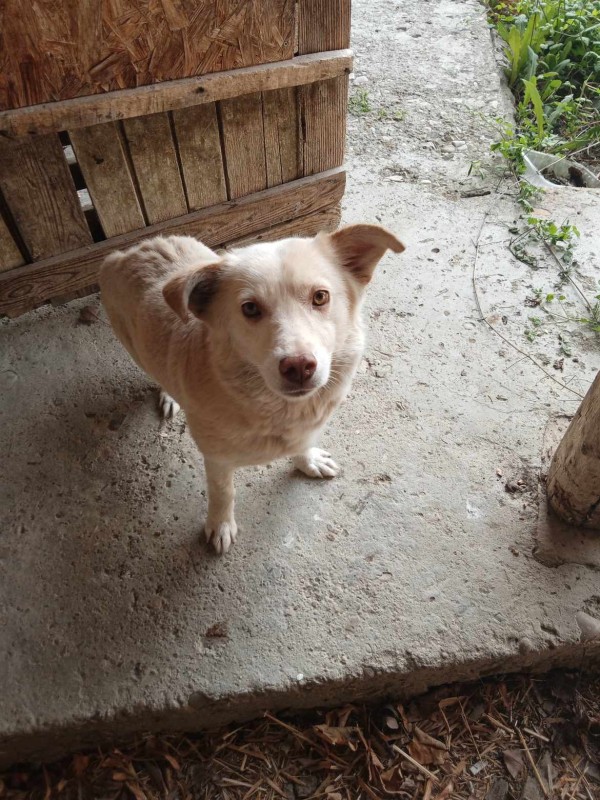 BENDI is eagerly waiting for a home - your new loyal friend from the shelter