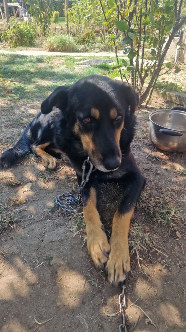 BODI is eagerly waiting for a home - your new loyal friend from the shelter