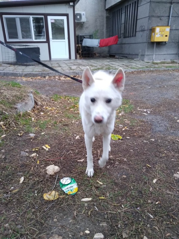 BOOMER is eagerly waiting for a home - your new loyal friend from the shelter