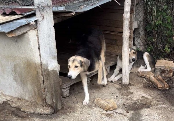BOSTON is eagerly waiting for a home - your new loyal friend from the shelter