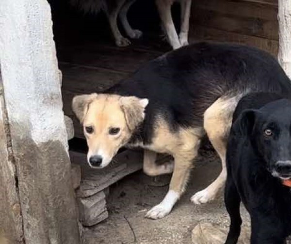 BATIDA is eagerly waiting for a home - your new loyal friend from the shelter