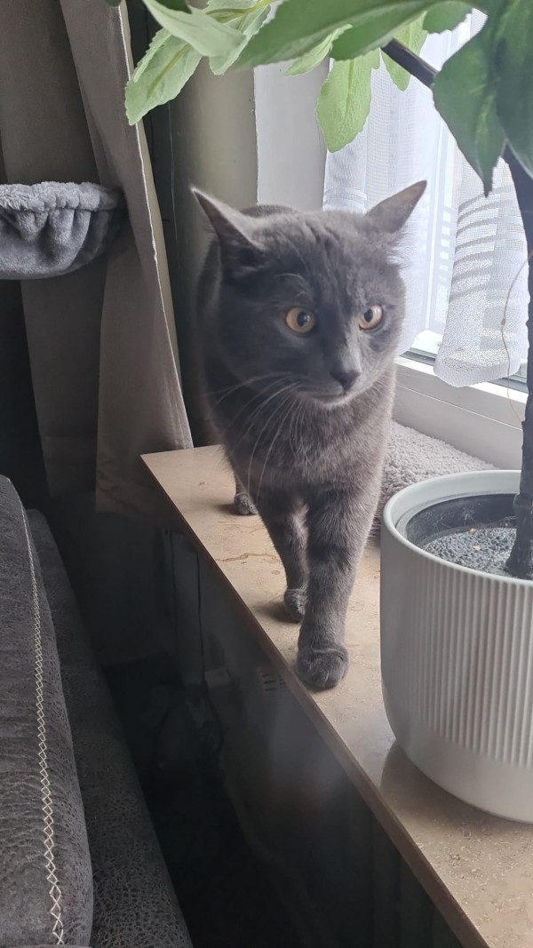 MIKKELE is eagerly waiting for a home - your new loyal friend from the shelter
