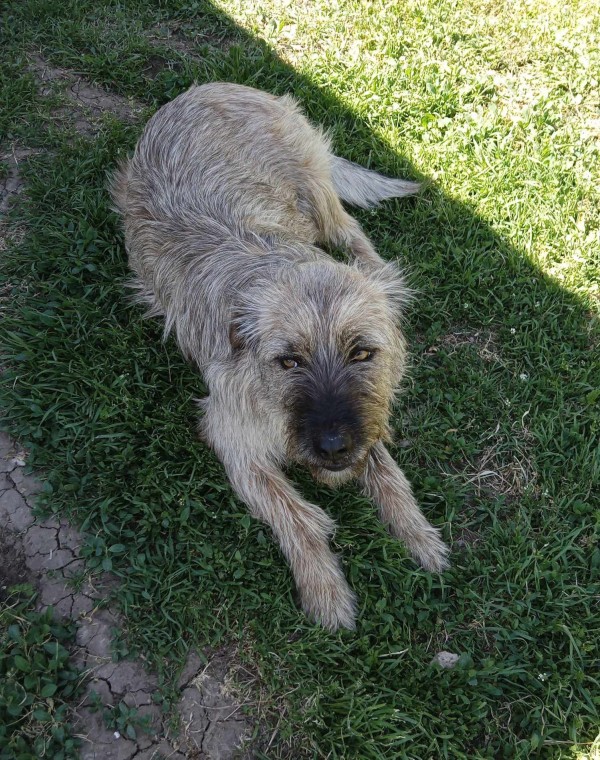 ZARA is eagerly waiting for a home - your new loyal friend from the shelter