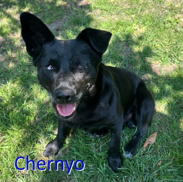 CHERNYO is eagerly waiting for a home - your new loyal friend from the shelter