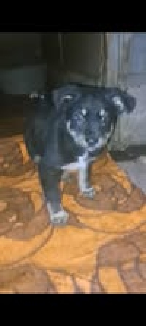 DENIRO is eagerly waiting for a home - your new loyal friend from the shelter