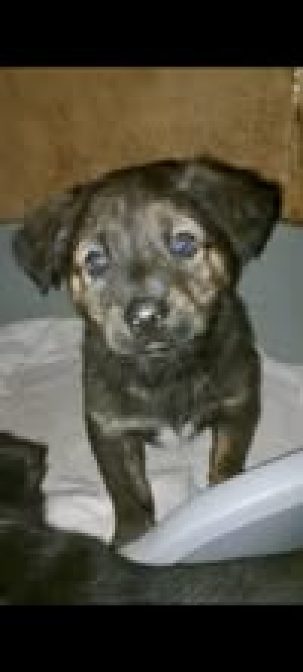 DENIS is eagerly waiting for a home - your new loyal friend from the shelter