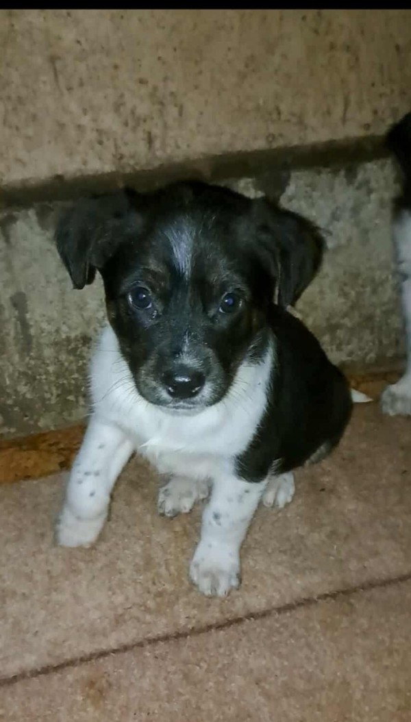 DANDY is eagerly waiting for a home - your new loyal friend from the shelter
