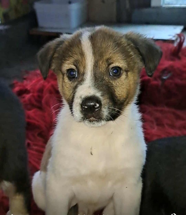 DANI is eagerly waiting for a home - your new loyal friend from the shelter