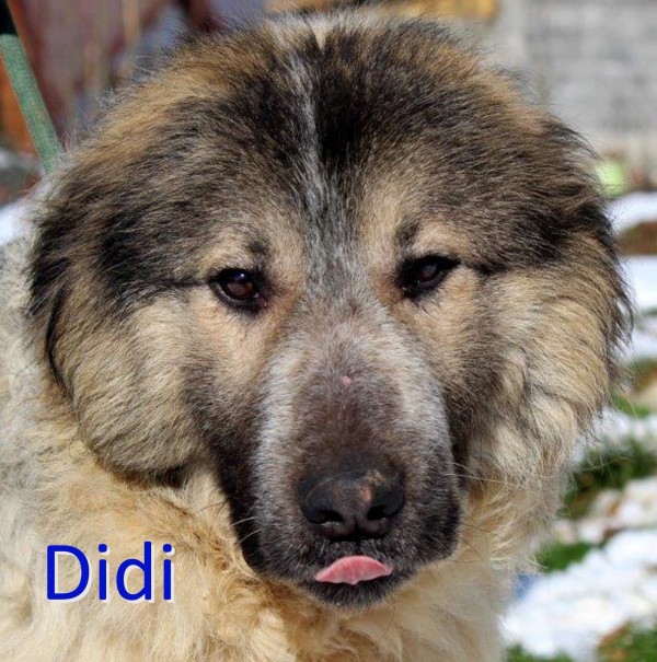 DIDI is eagerly waiting for a home - your new loyal friend from the shelter