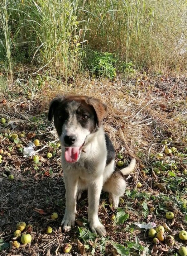 DILEILA is eagerly waiting for a home - your new loyal friend from the shelter