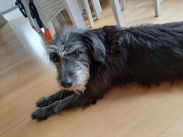 WESLEY is eagerly waiting for a home - your new loyal friend from the shelter