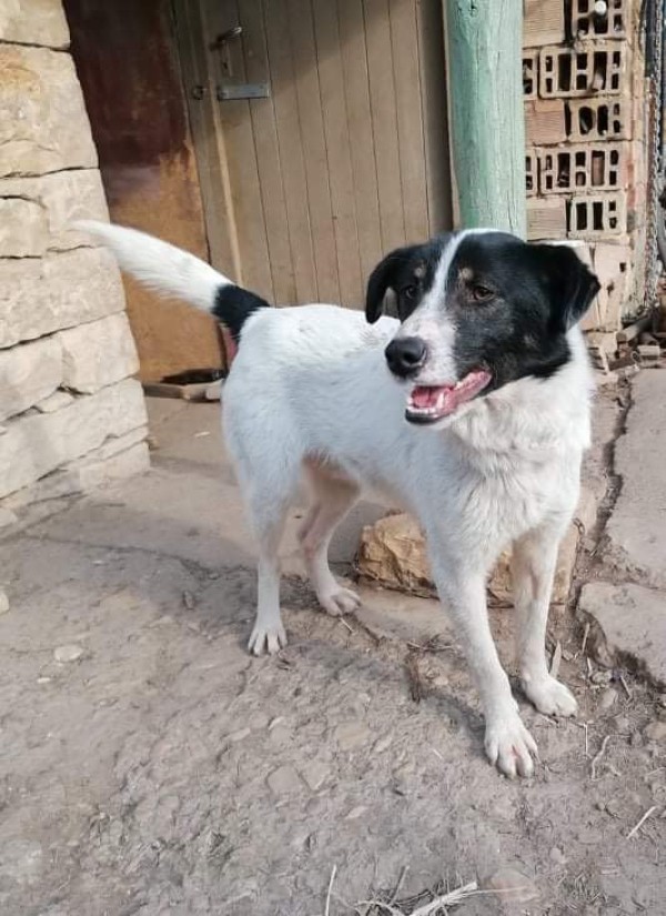 BRADLEY is eagerly waiting for a home - your new loyal friend from the shelter