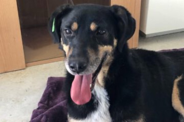 BOY is eagerly waiting for a home - your new loyal friend from the shelter