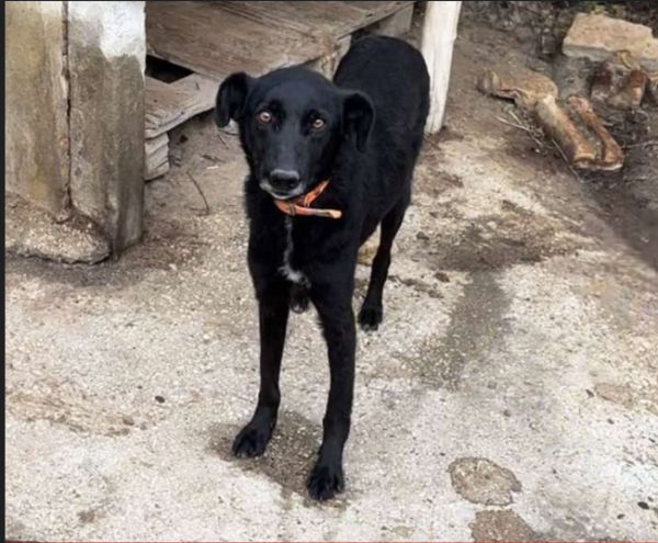 BUD is eagerly waiting for a home - your new loyal friend from the shelter