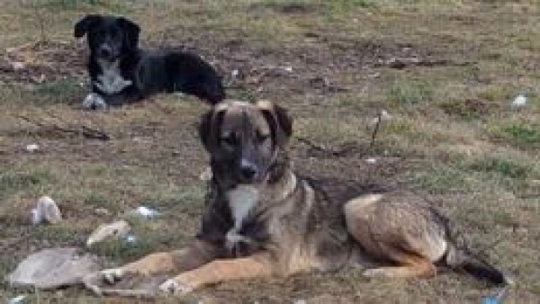 ARRICK is eagerly waiting for a home - your new loyal friend from the shelter