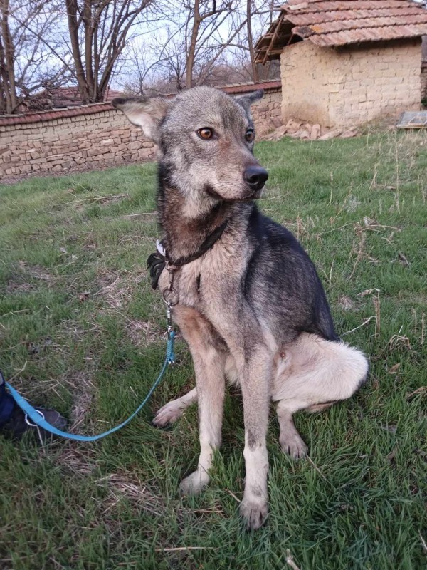 ARTO is eagerly waiting for a home - your new loyal friend from the shelter