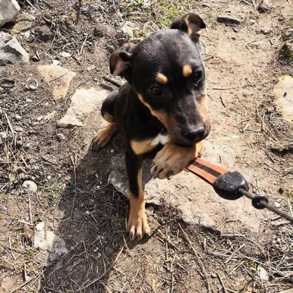 ASTERIXA is eagerly waiting for a home - your new loyal friend from the shelter