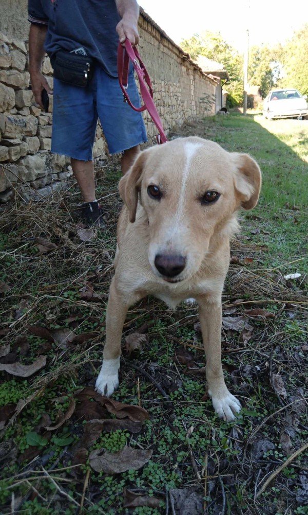 BASTOS is eagerly waiting for a home - your new loyal friend from the shelter
