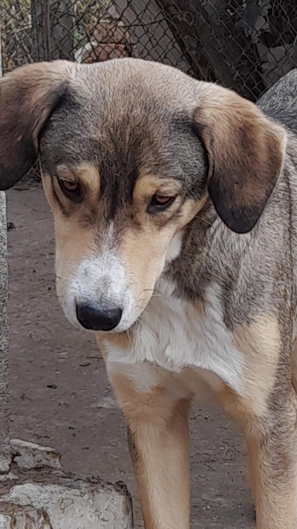 BASTIAN is eagerly waiting for a home - your new loyal friend from the shelter