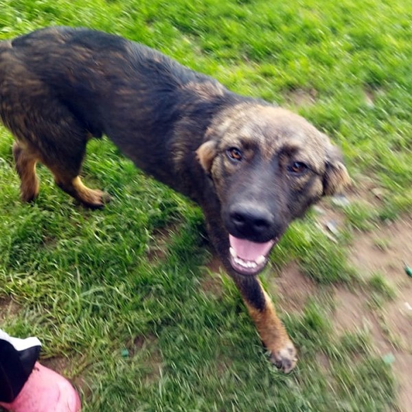 CARITO is eagerly waiting for a home - your new loyal friend from the shelter