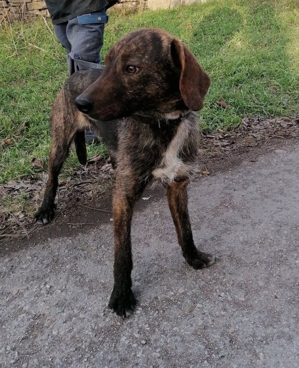 ENO is eagerly waiting for a home - your new loyal friend from the shelter