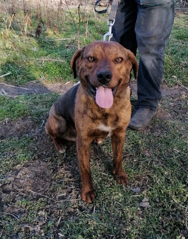 ERNO is eagerly waiting for a home - your new loyal friend from the shelter
