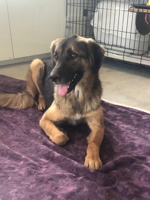FEBRUAR is eagerly waiting for a home - your new loyal friend from the shelter
