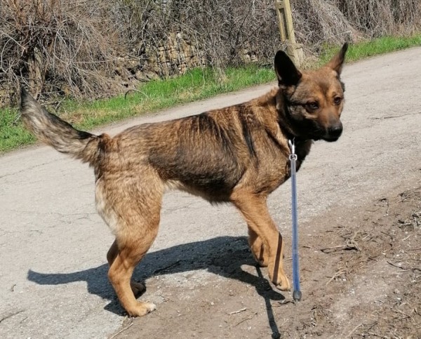 FELISHA is eagerly waiting for a home - your new loyal friend from the shelter