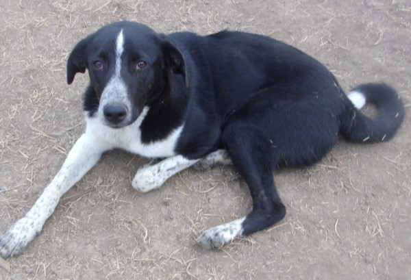 FELIX is eagerly waiting for a home - your new loyal friend from the shelter
