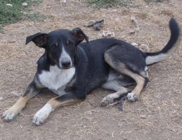 FERN is eagerly waiting for a home - your new loyal friend from the shelter