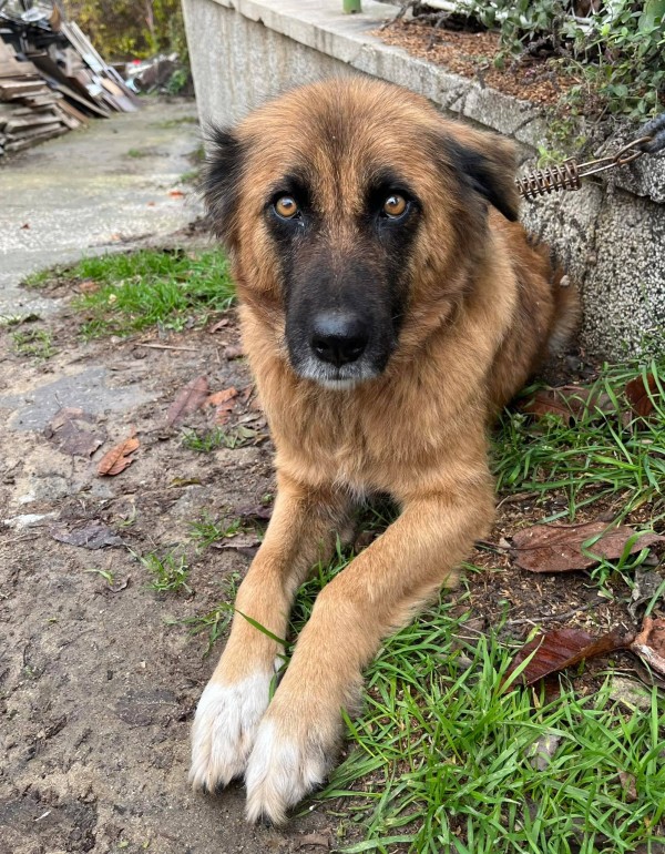 GERI is eagerly waiting for a home - your new loyal friend from the shelter