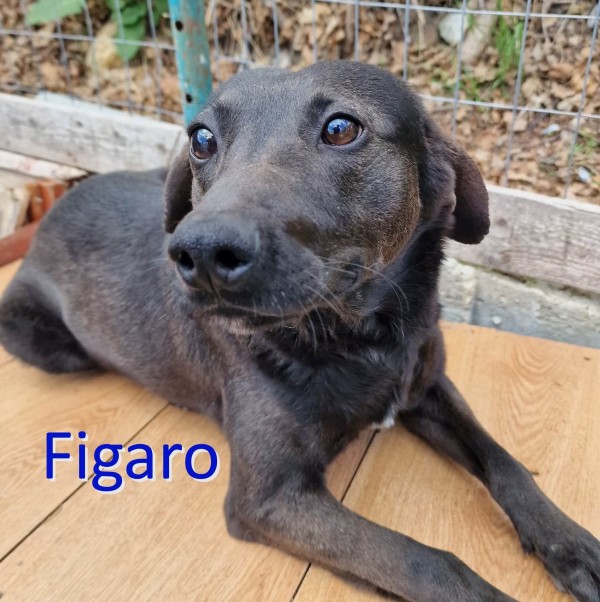 FIGARO is eagerly waiting for a home - your new loyal friend from the shelter
